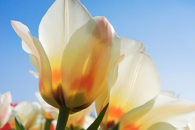 Blushing lady tulp