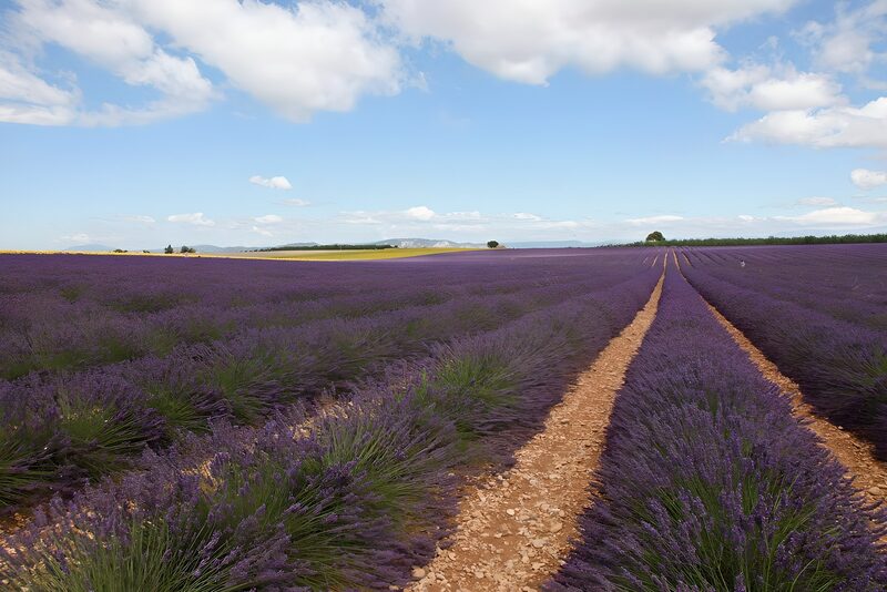 Prachtig lavendelveld onder een blauwe lucht
