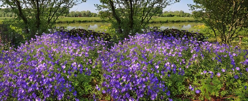 Prachtige paarse bloemen aan het water
