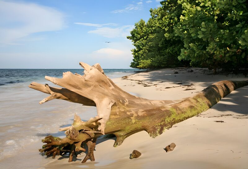 Verweerd boomstronk op het strand