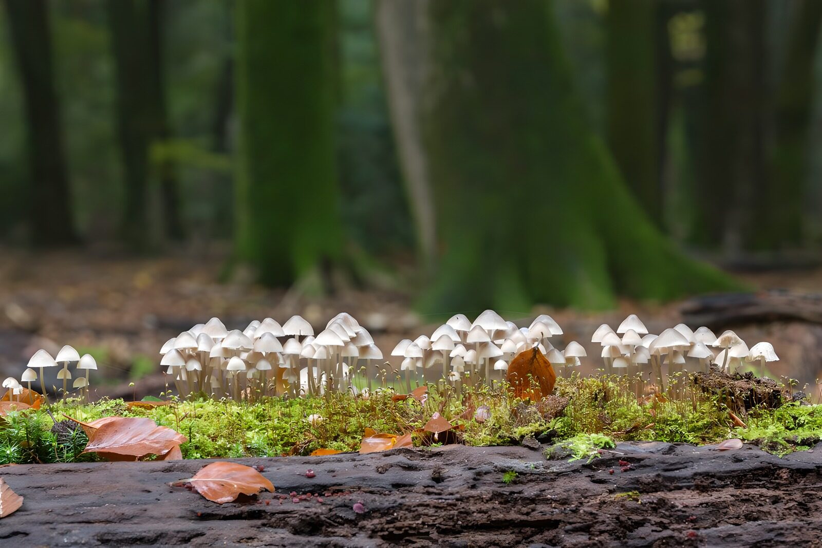 Magische Paddenstoelen in het Bos