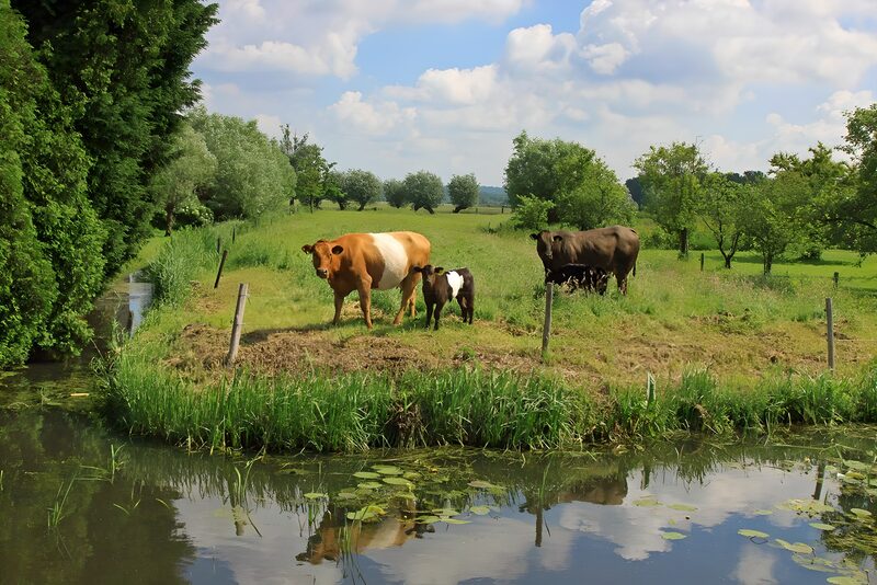 Koeien in het groene landschap