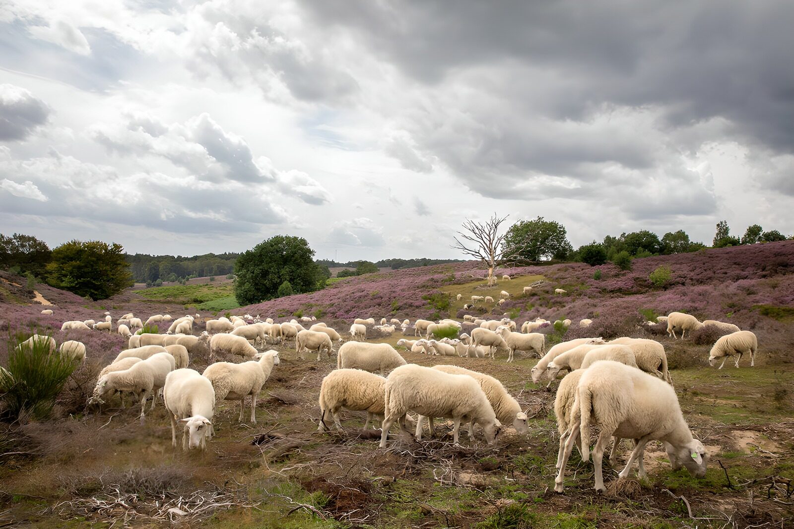 Schapen in paarse heide