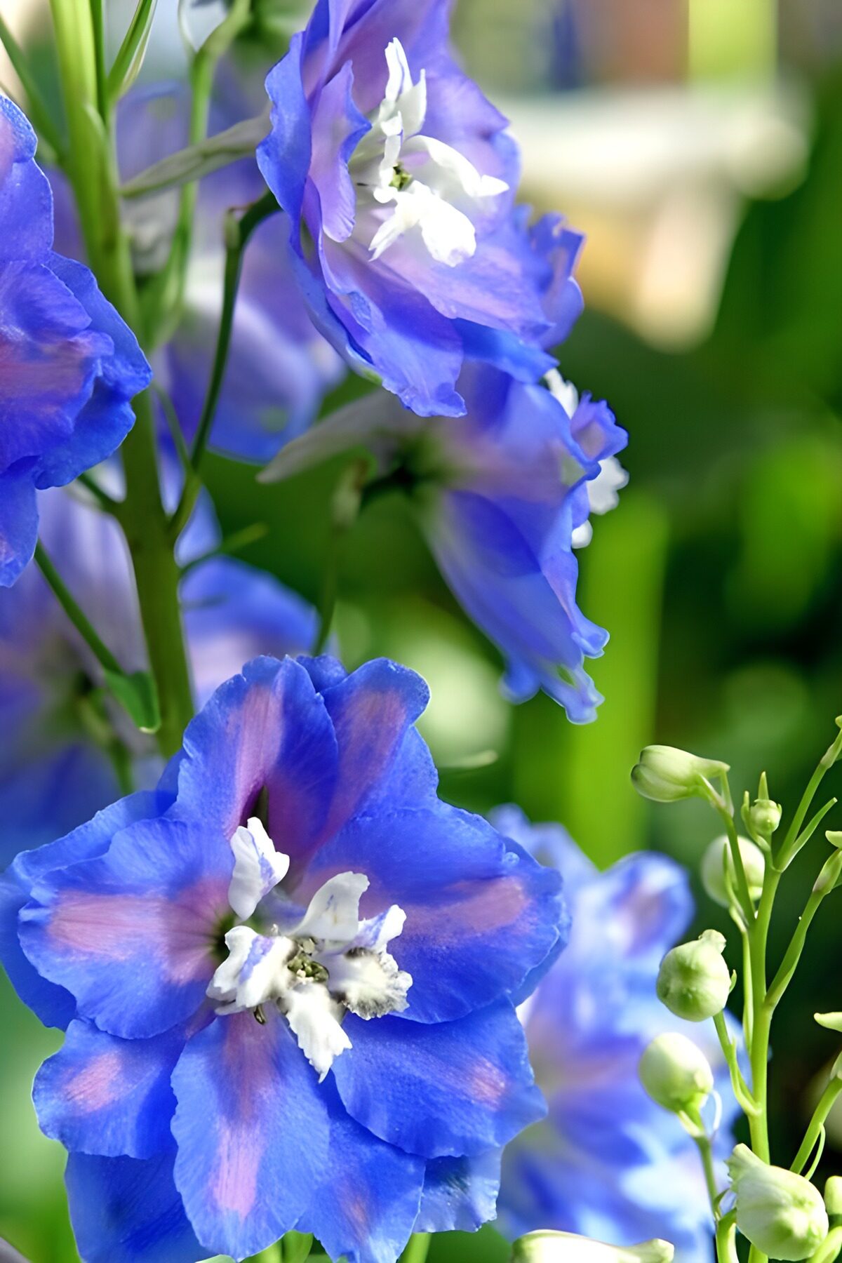 Prachtige blauwe bloemen in de natuur