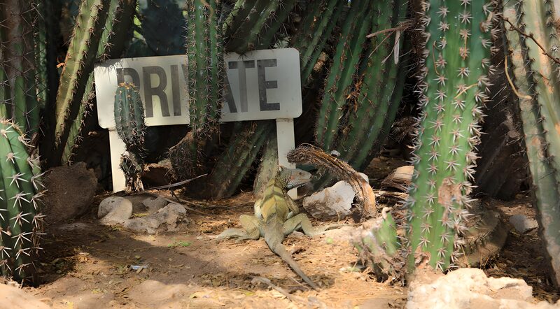 Privétuin met hagedis en cactussen