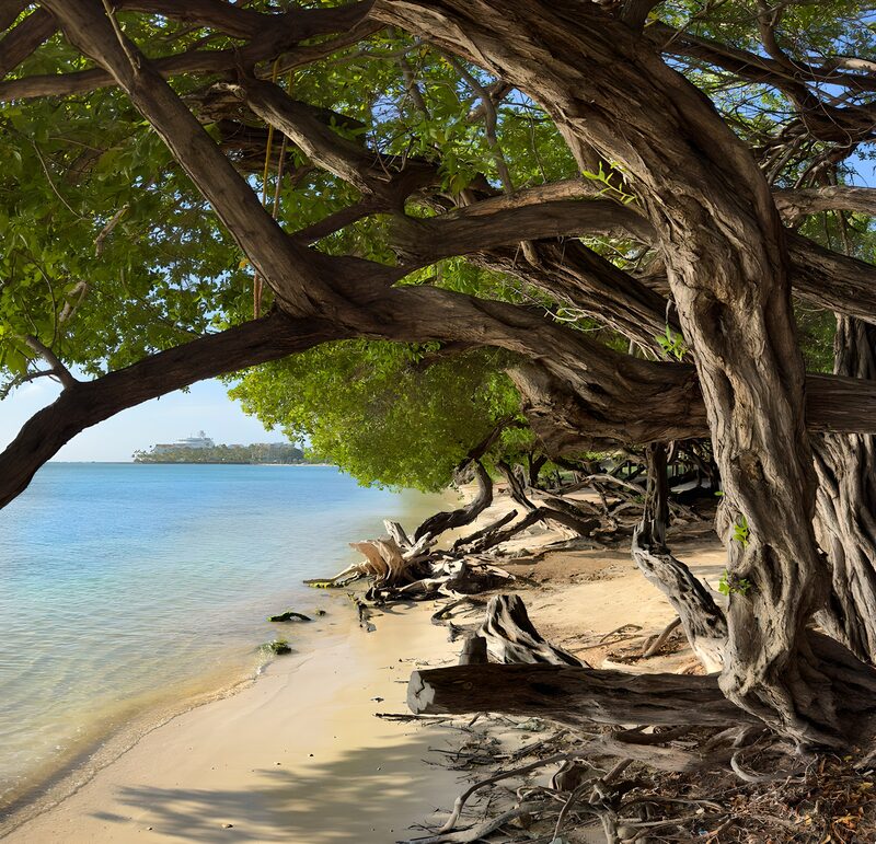 Betoverend Strand met Twisted Bomen