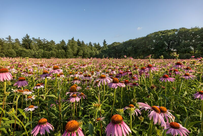 Prachtig bloemenveld in de zon