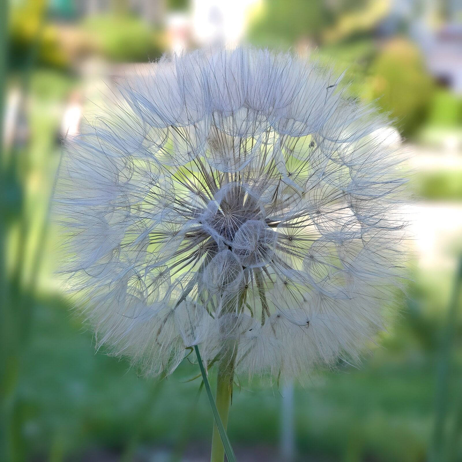 Zachte paardenbloem in de zon