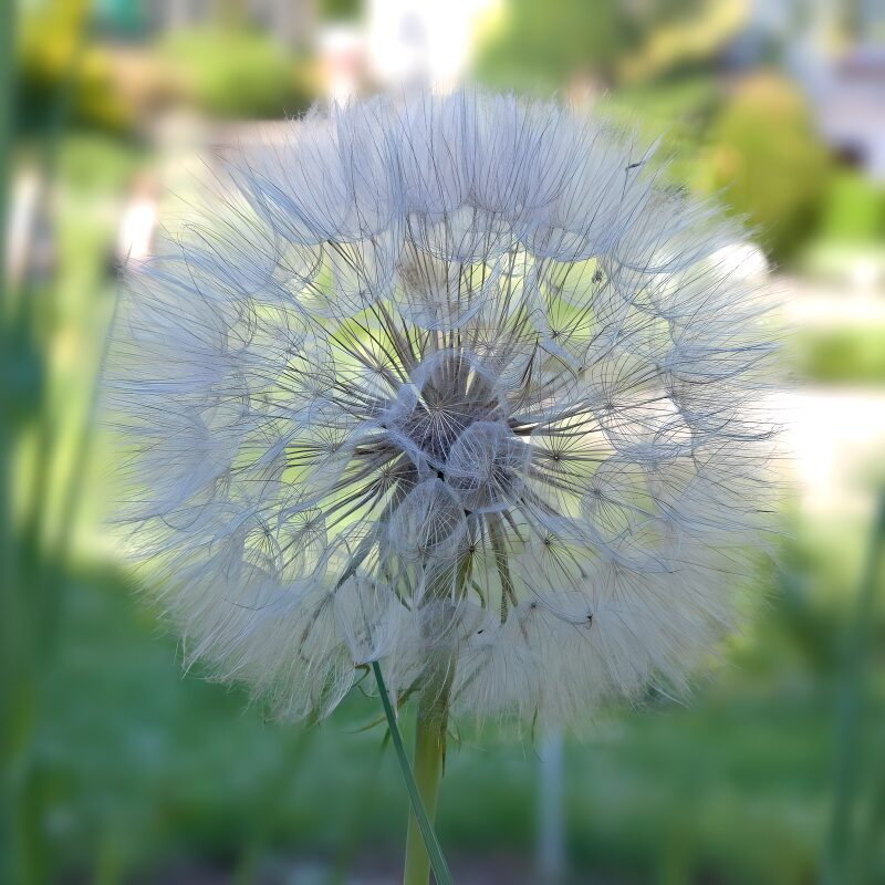 Zachte paardenbloem in de zon
