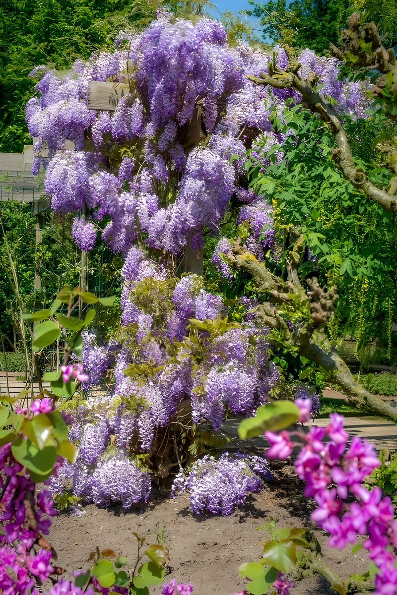 Prachtige bloeiende wisteria in de tuin