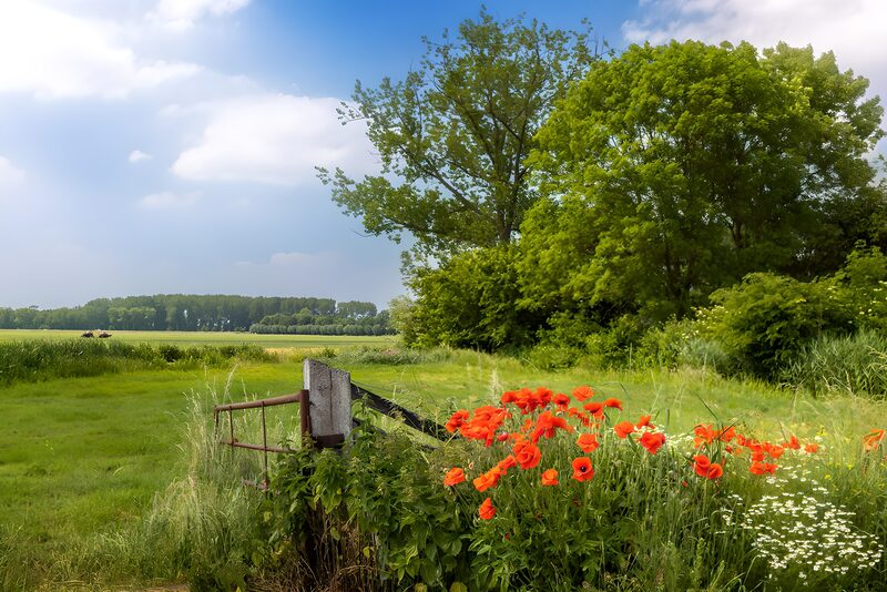 Poppies in het groene landschap