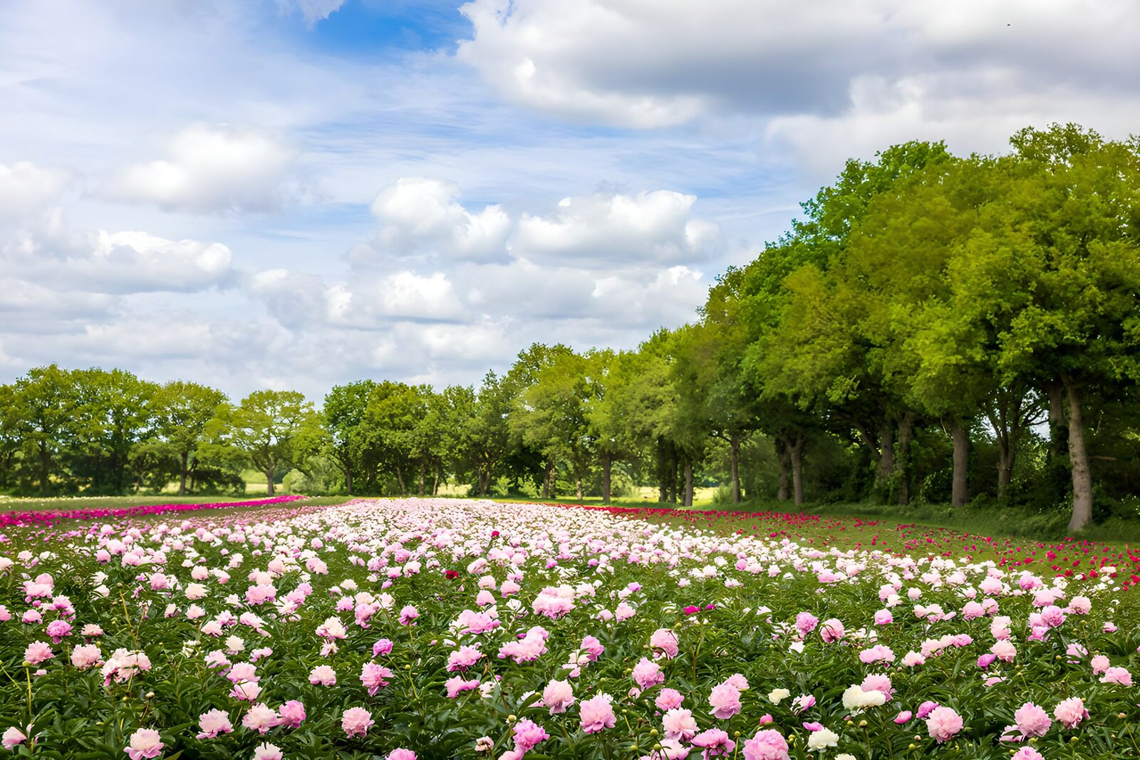 Pioenrozenveld onder een blauwe lucht