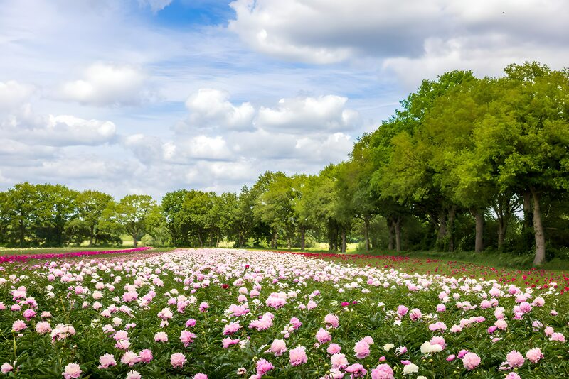 Pioenrozenveld onder een blauwe lucht