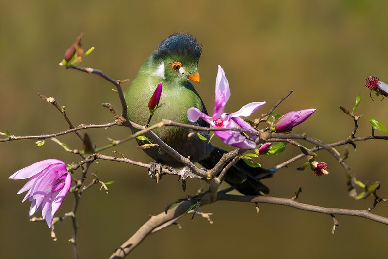 Groene vogel met bloeiende magnolia