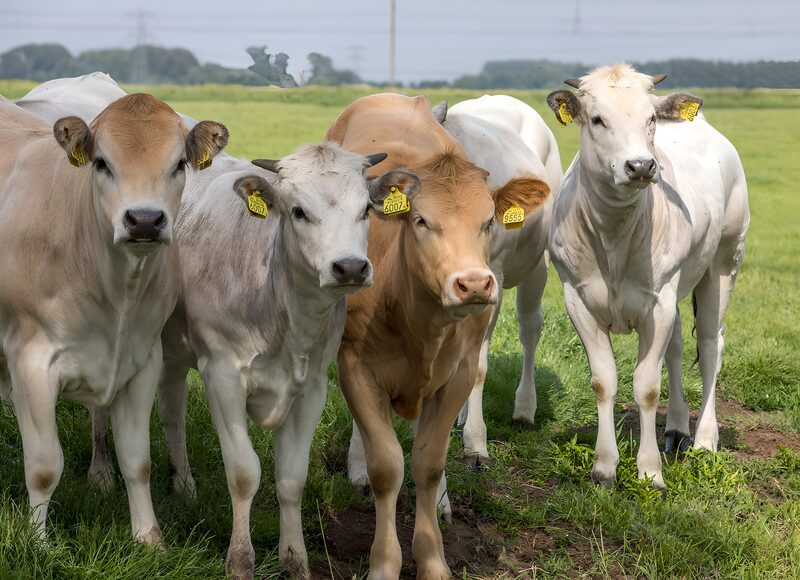 Vrienden op de Boerderij