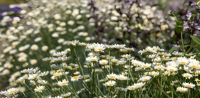 Bloemenweide in volle bloei