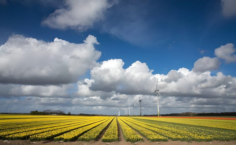 Gele bloemen en windmolens in de lucht
