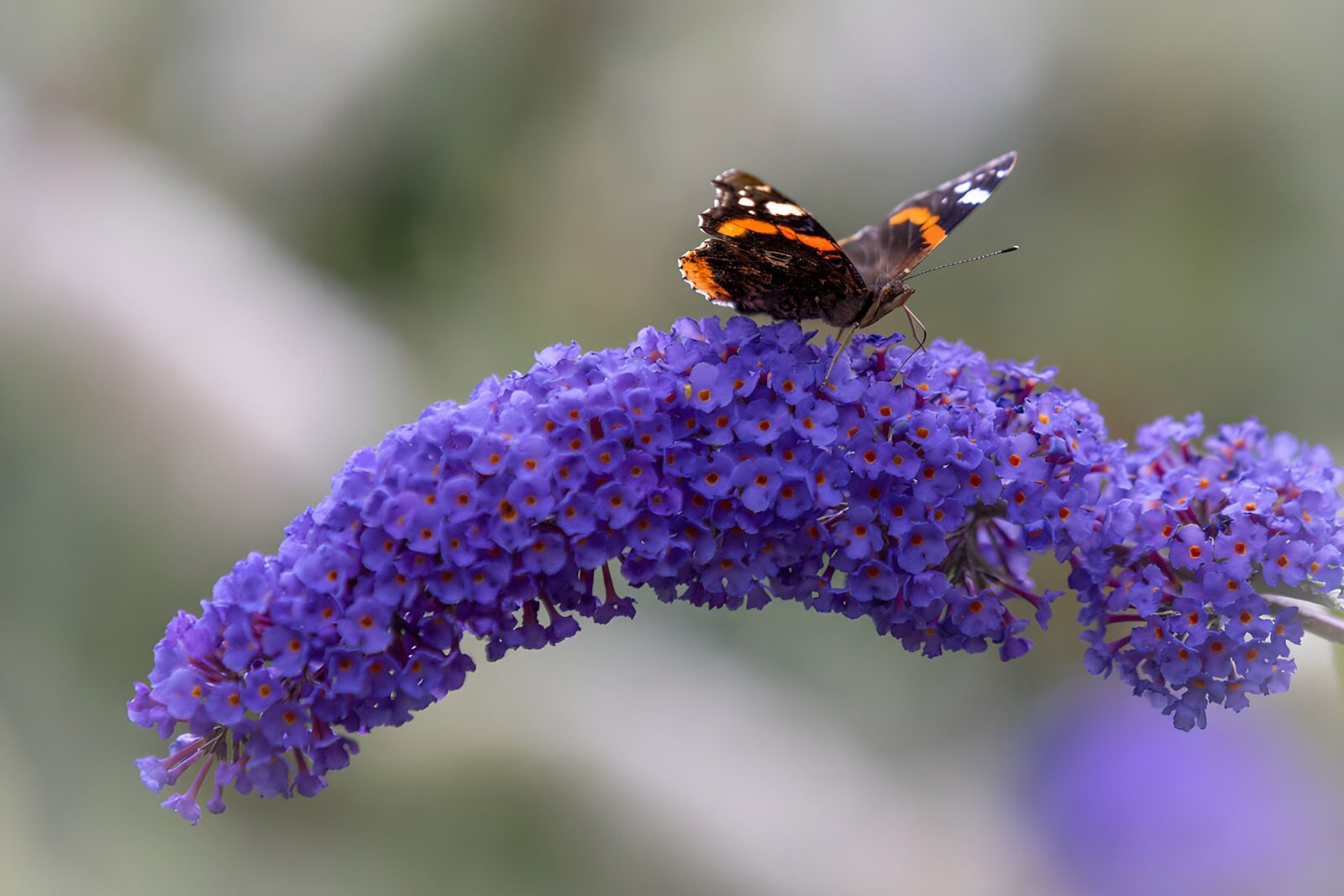 Vlinder op paarse bloemen