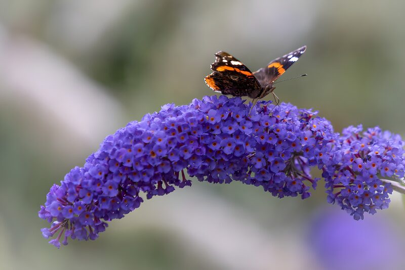 Vlinder op paarse bloemen