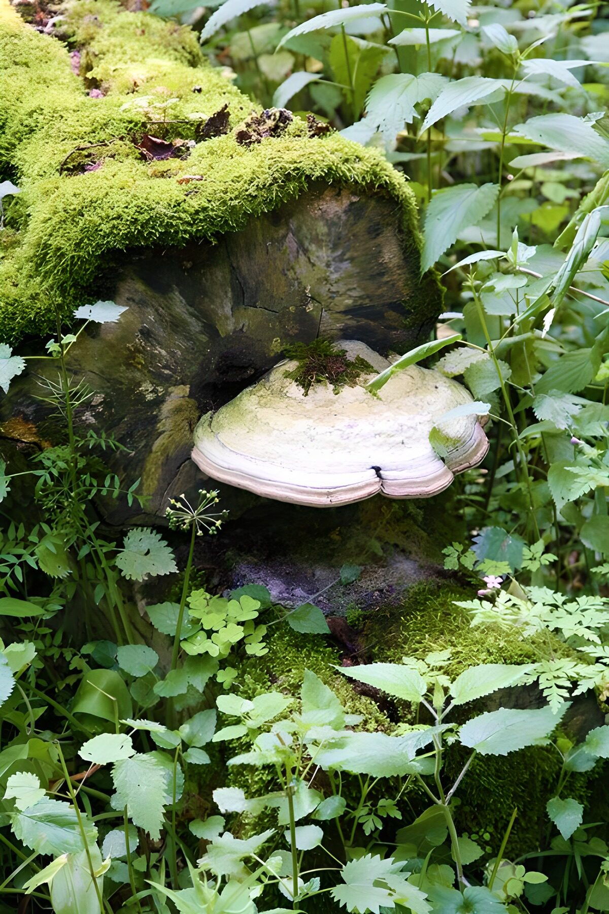 Mosrijk hout met paddenstoel