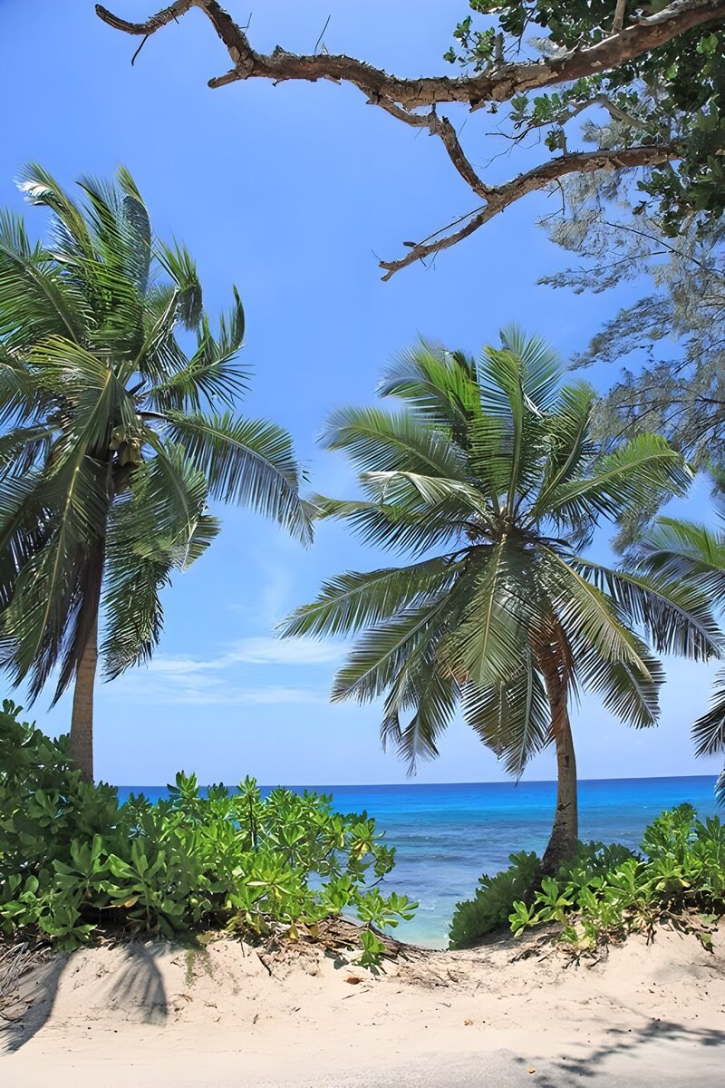 Tropisch strand met palmbomen