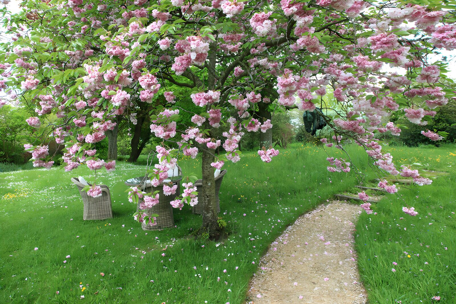 Bloeiende Kersenboom in een Prachtige Tuin