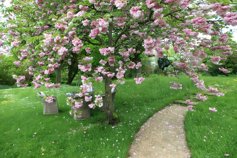 Bloeiende Kersenboom in een Prachtige Tuin