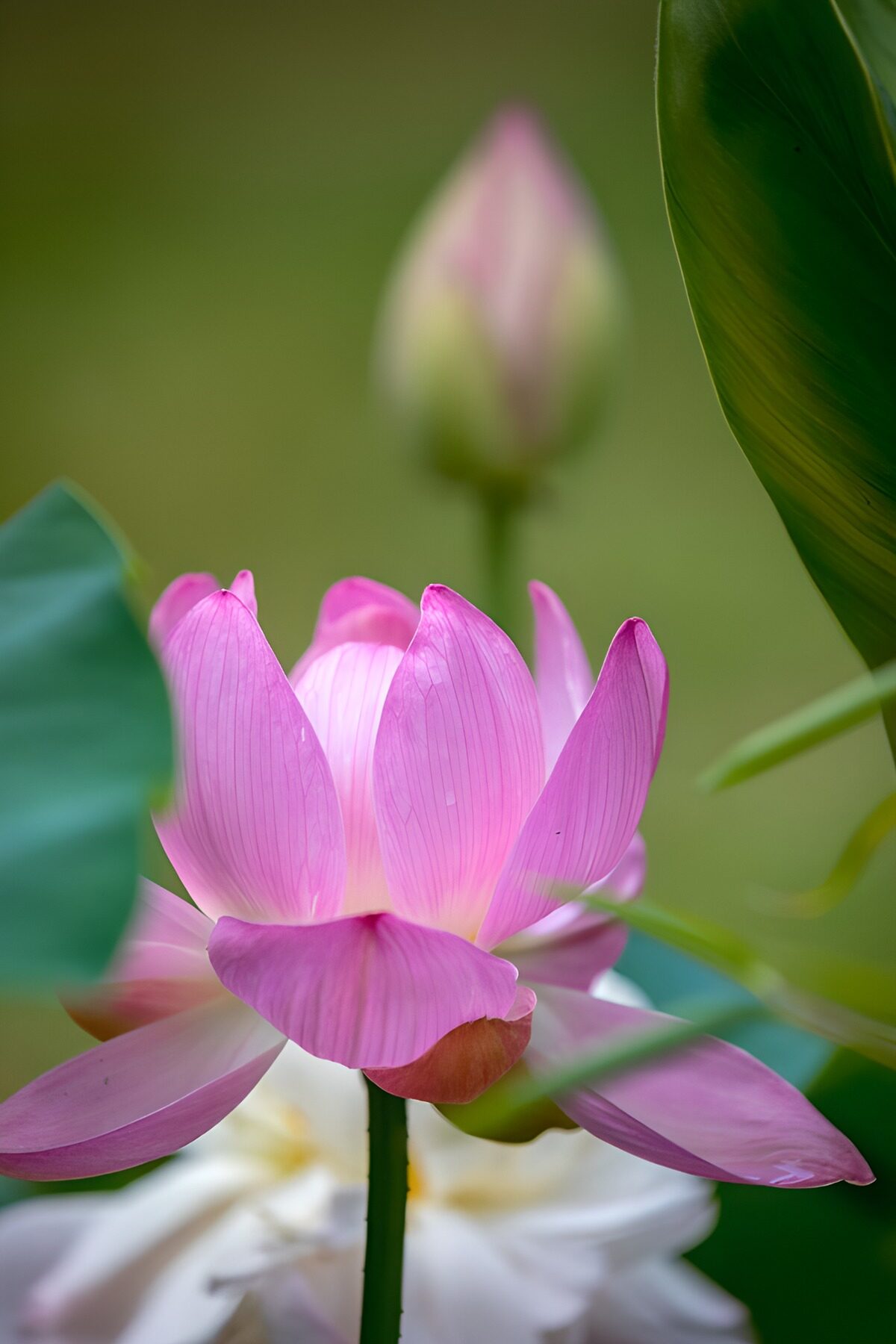Prachtige lotus in bloei