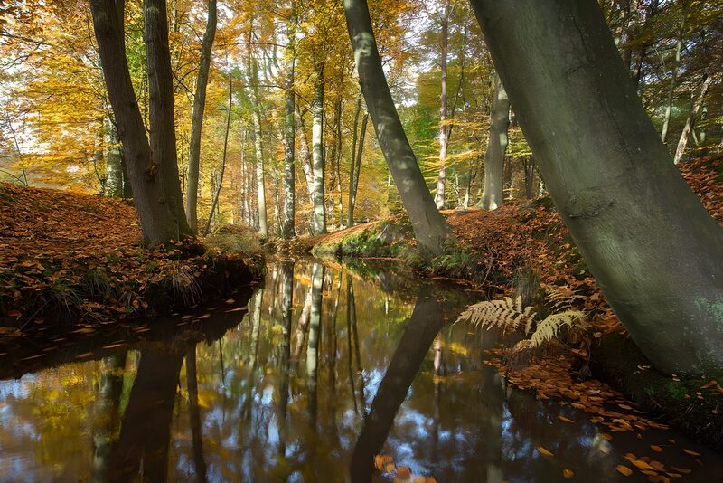 bos in herfstkleuren met riviertje