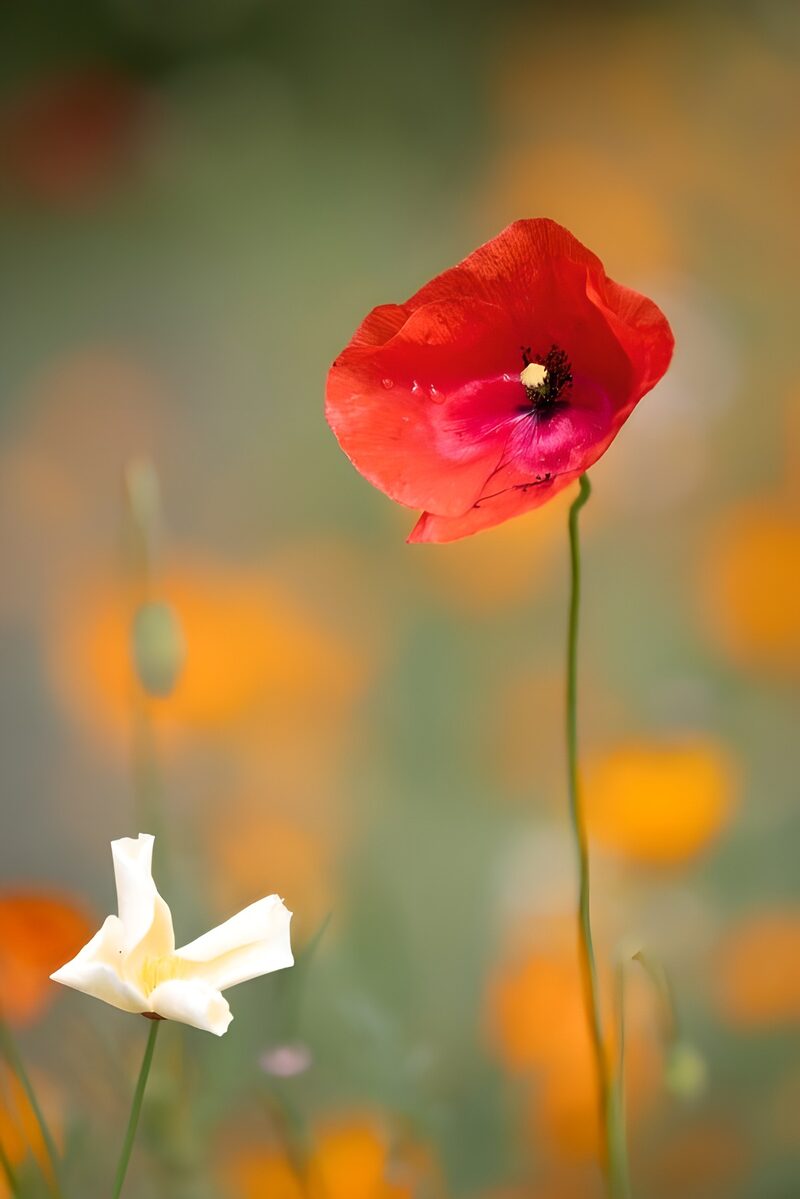 Mooie bloemen in een kleurrijke weide