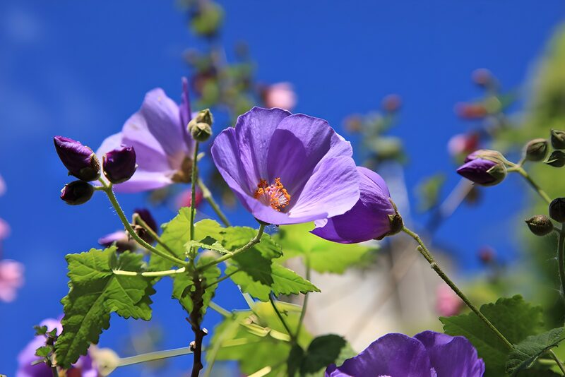 Prachtige paarse bloemen onder een blauwe lucht