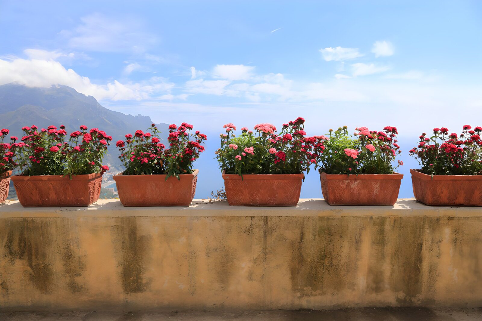 Bloeiende planten met uitzicht op zee