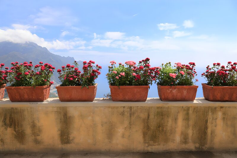Bloeiende planten met uitzicht op zee