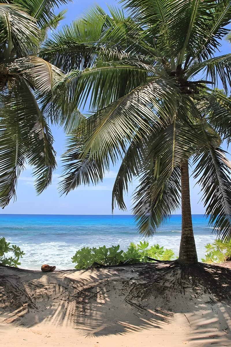 Tropisch paradijs met palmbomen en zee