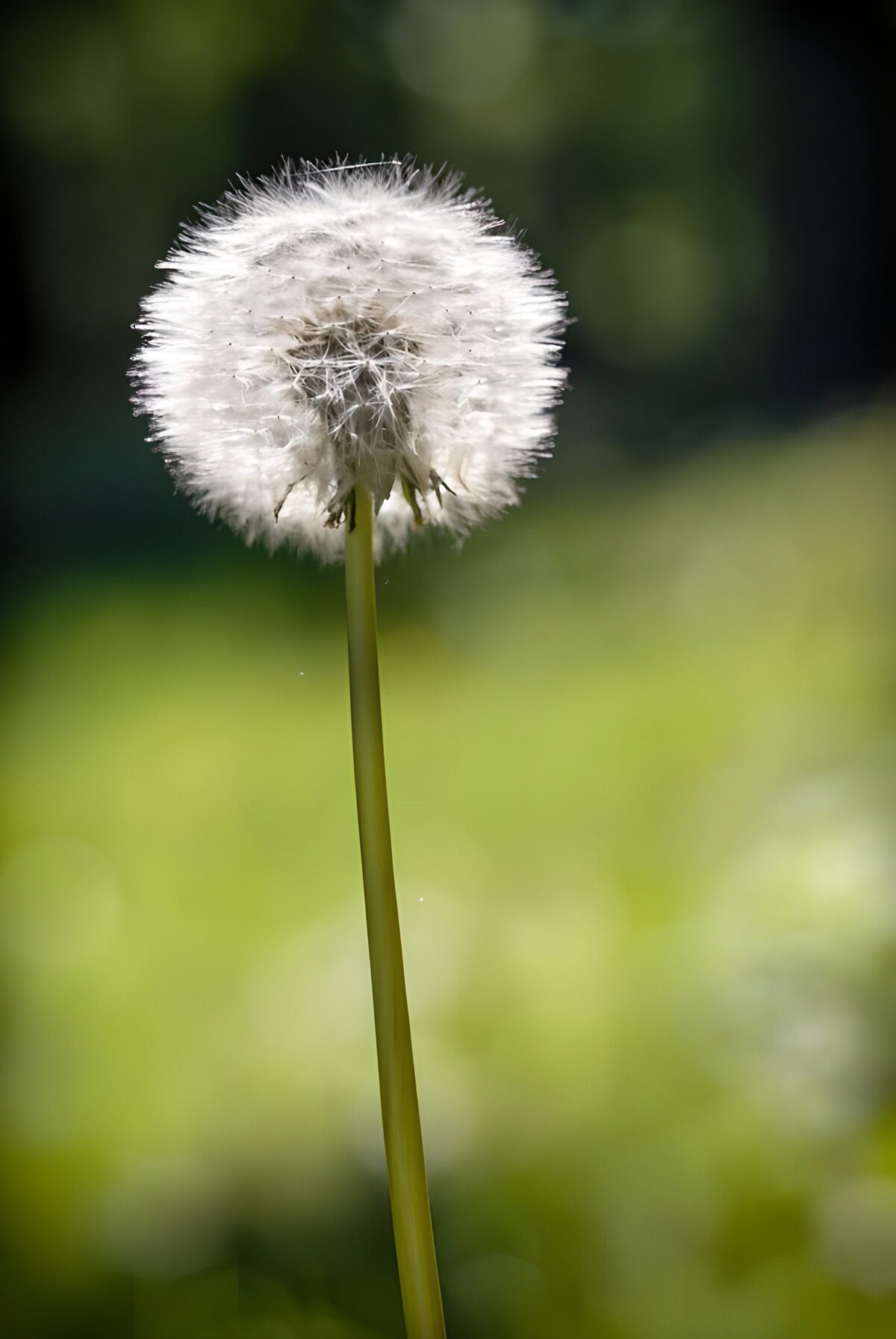 P546: Een prachtige paardenbloem in bloei