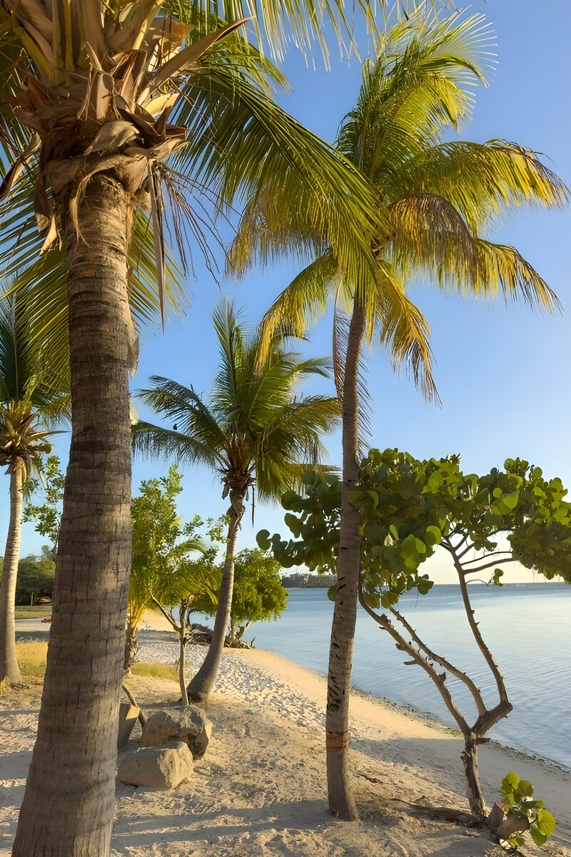 Tropisch Strand met Palmbomen