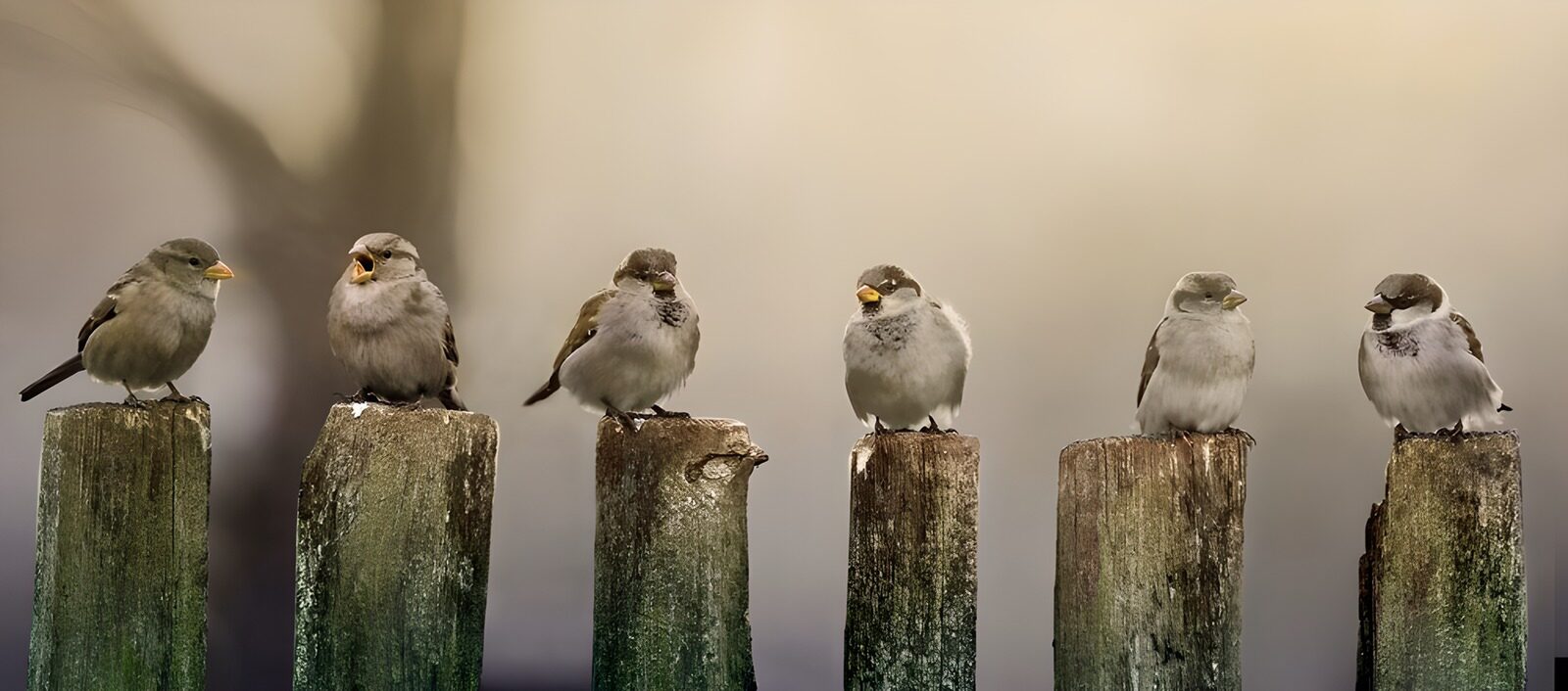 Vogels op een tuinschutting