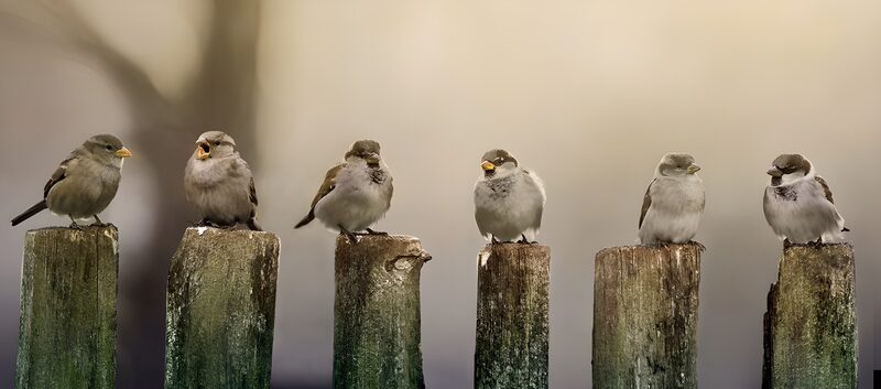 Vogels op een tuinschutting