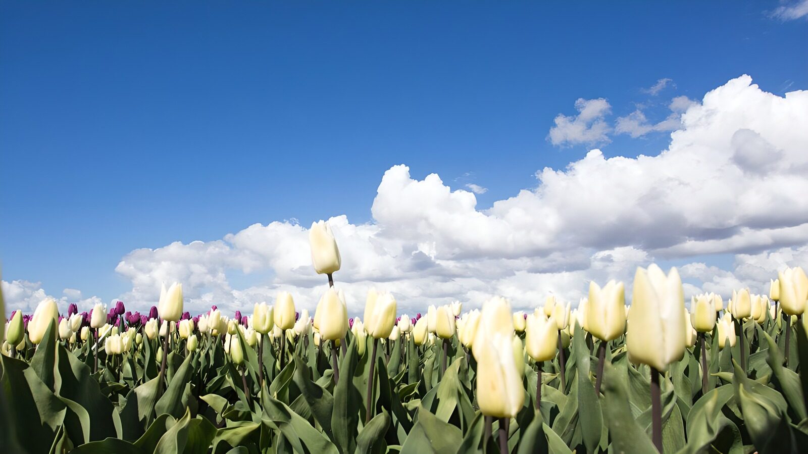 Veld witte tulpen