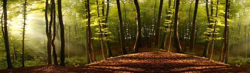 Magische herfstgloren in het bos