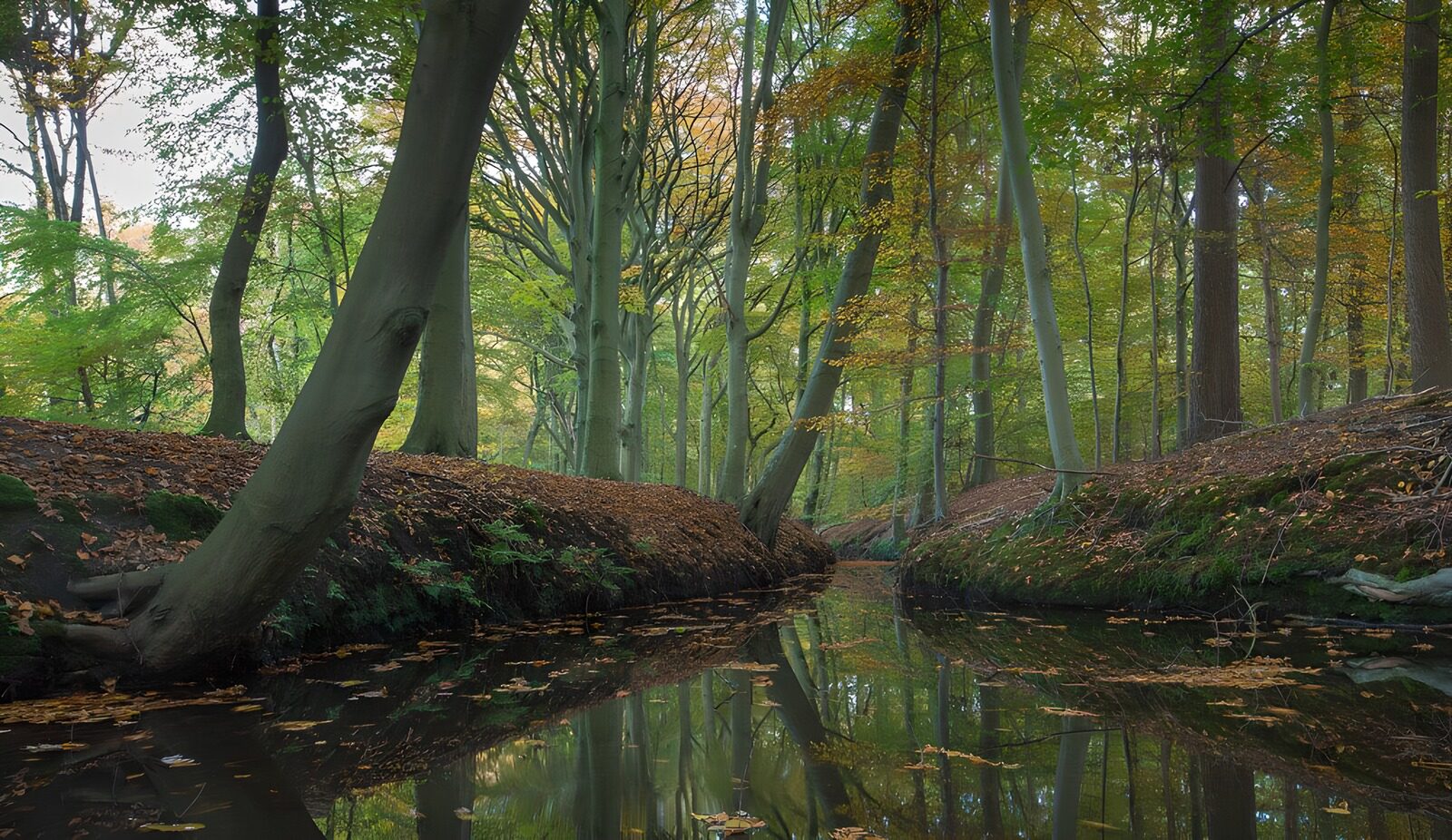 Rustige herfst in het bos