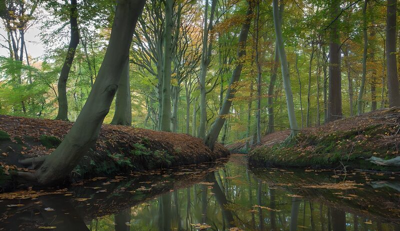 Rustige herfst in het bos