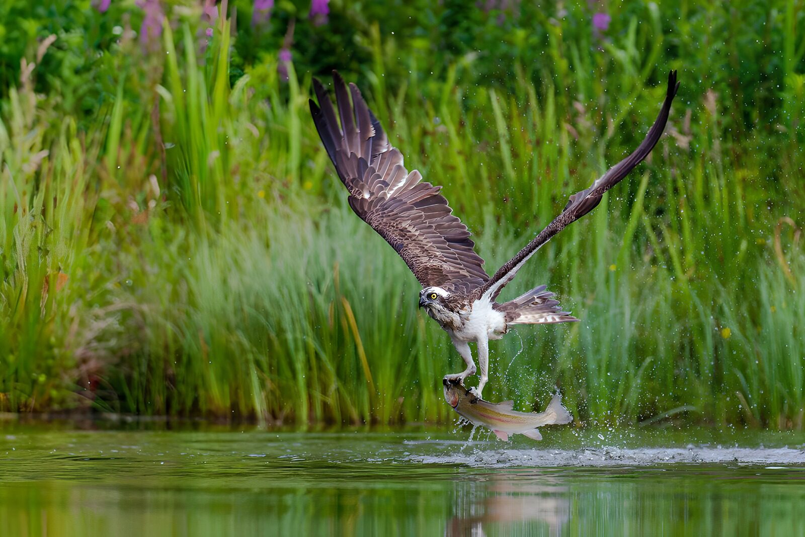 Havik vangt vis uit het water