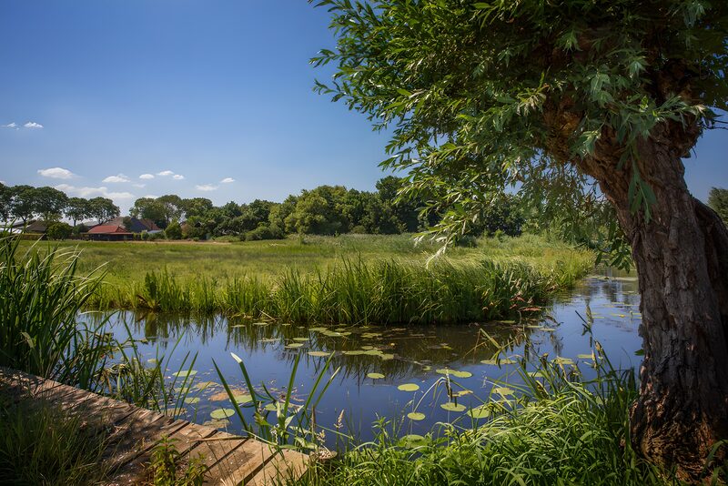 Rustig landschap met water en bomen