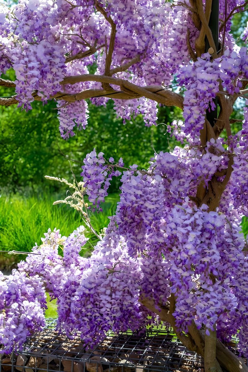 Prachtige paarse bloesems van de Wisteria