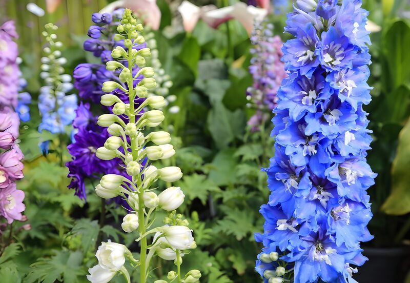 Kleurrijke bloemenpracht in de tuin