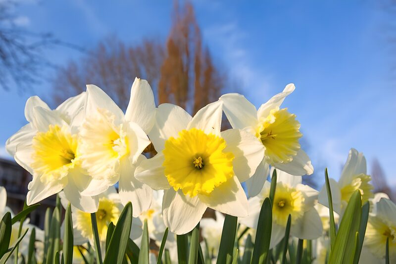 Het gele hart tulp