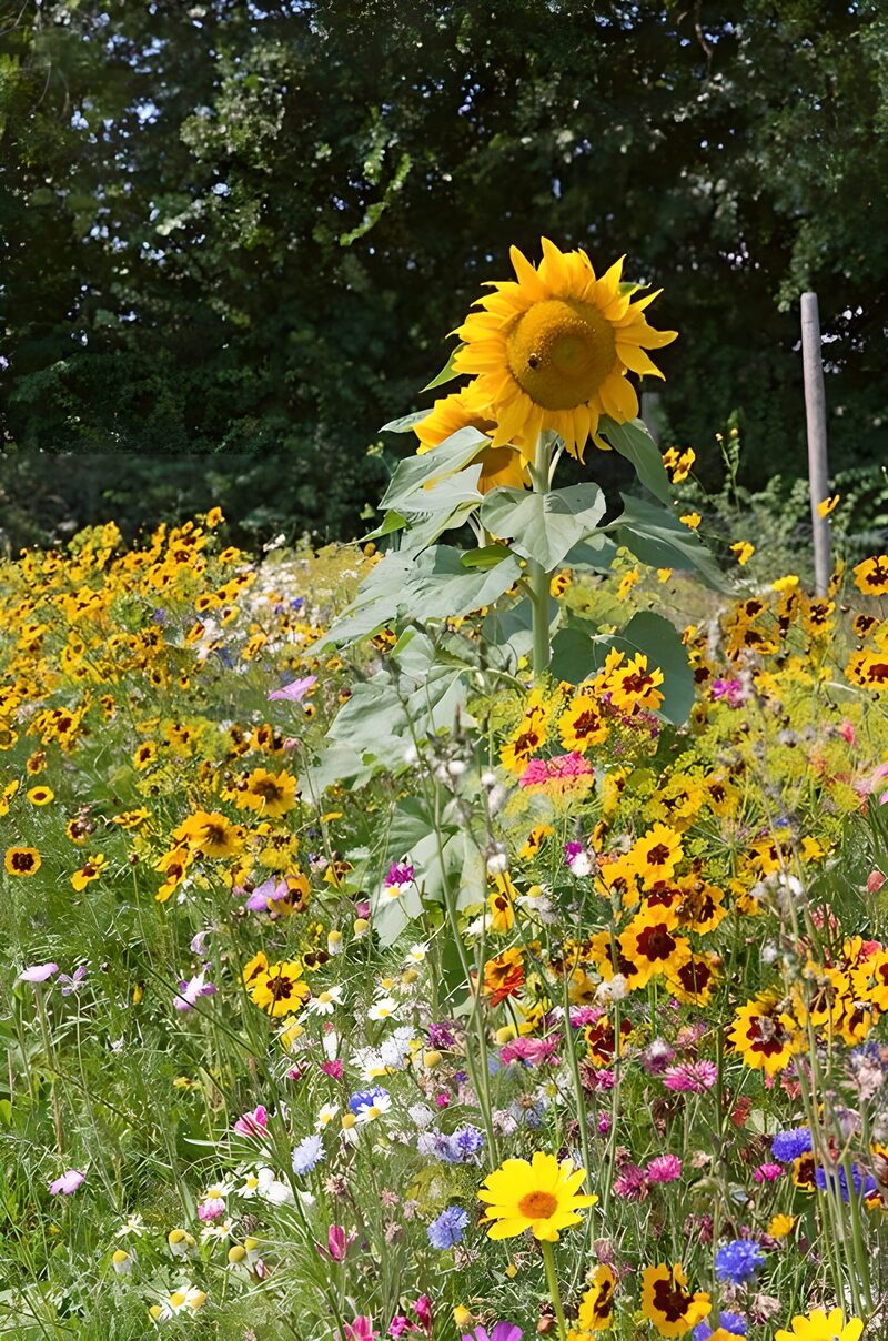 Zonnebloem te midden van wilde bloemen