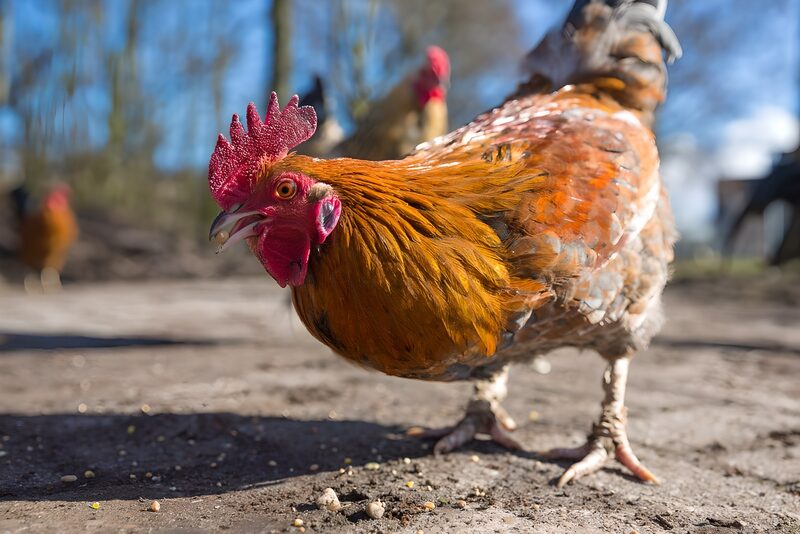 Levendige hen in zonlicht