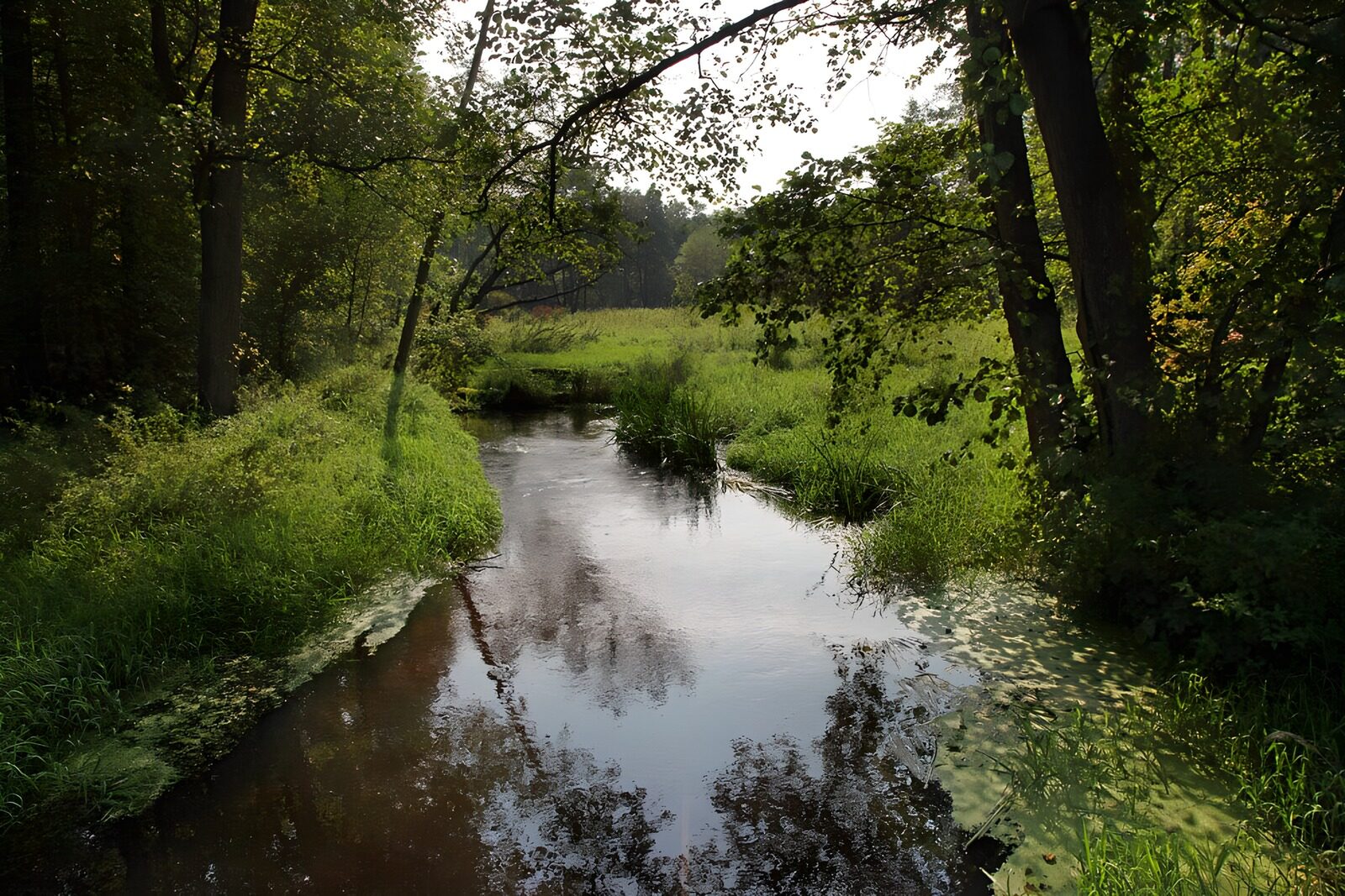 Rustige beek omgeven door natuur